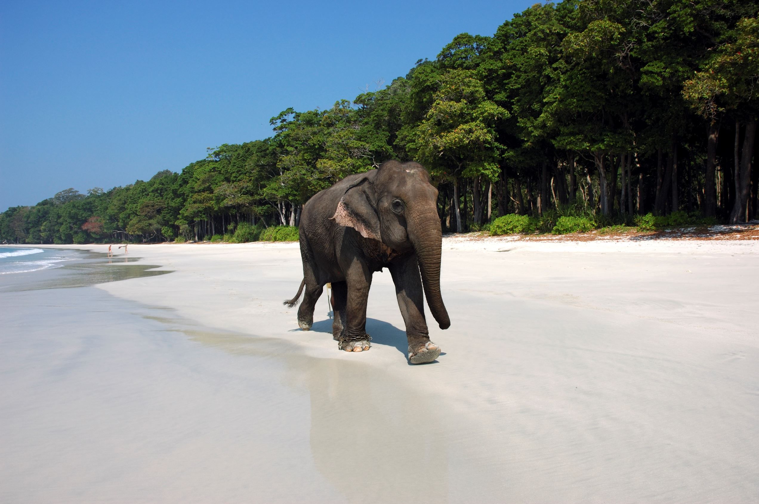 Остров Шри Ланка животные